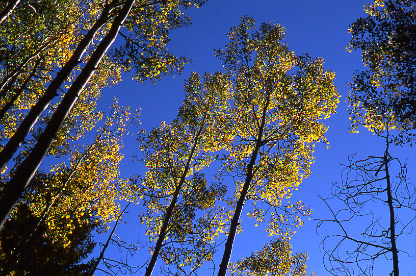Aspens, Valles Caldera, #2