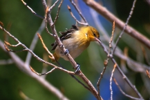 Bullock's Oriole, Female #1b