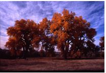 Bonanza Creek #1