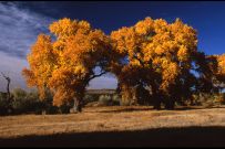 Bonanza Creek