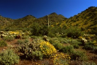 Cave Creek, Arizona