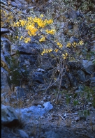 Small Cottonwood, 2001