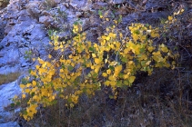 Small Cottonwood, 2009