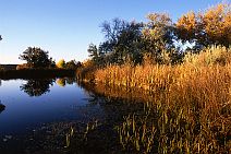 Curtin Preserve #4