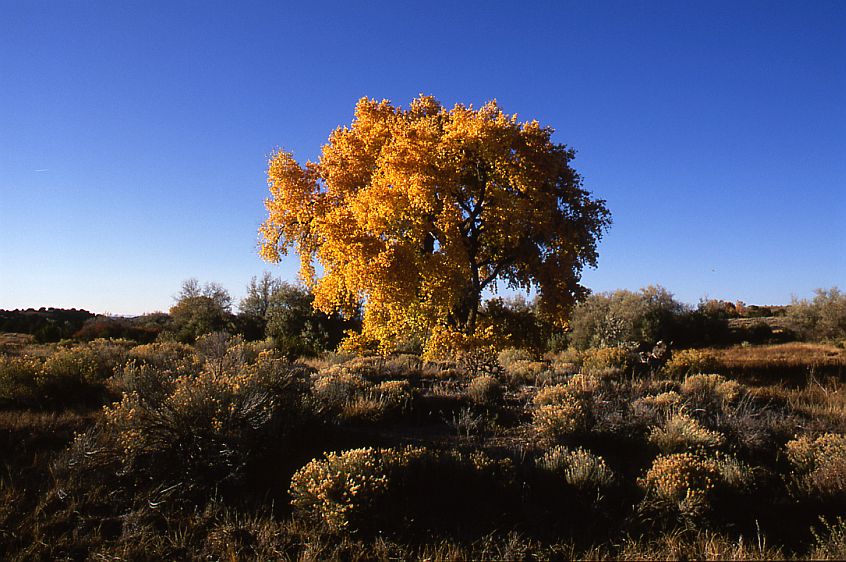 Curtin Preserve Cottonwood #1B