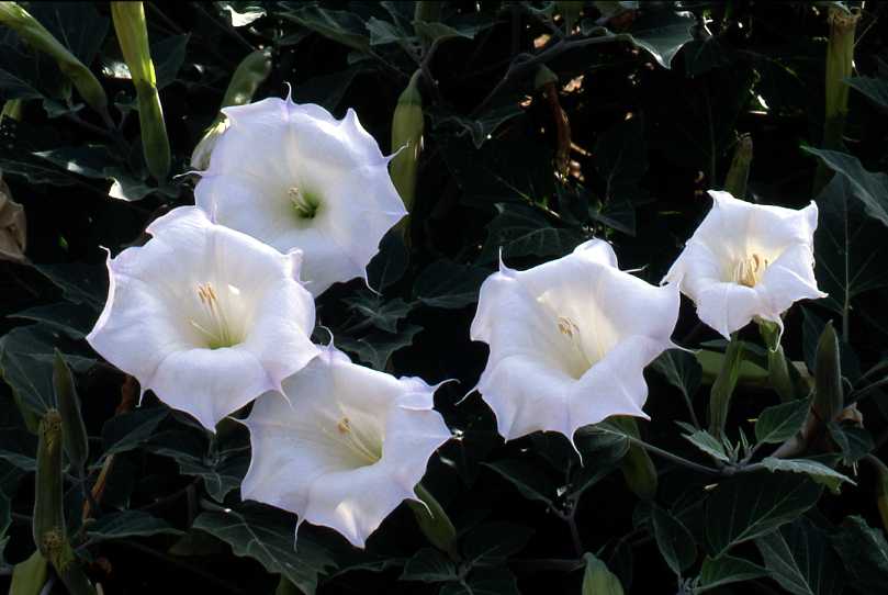 Jimson Weed (<i>Datura stramonium</i>) 