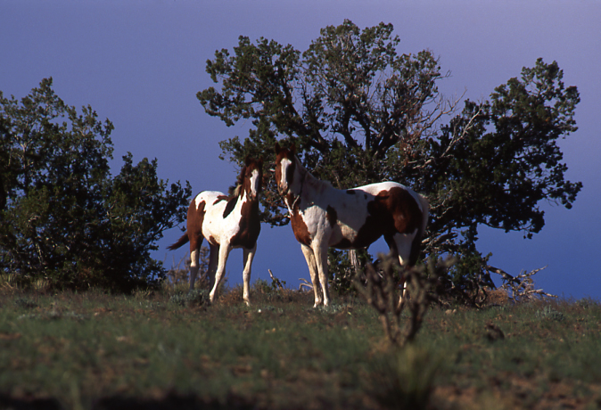 Mare and Colt
