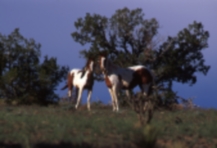 Mare and Colt