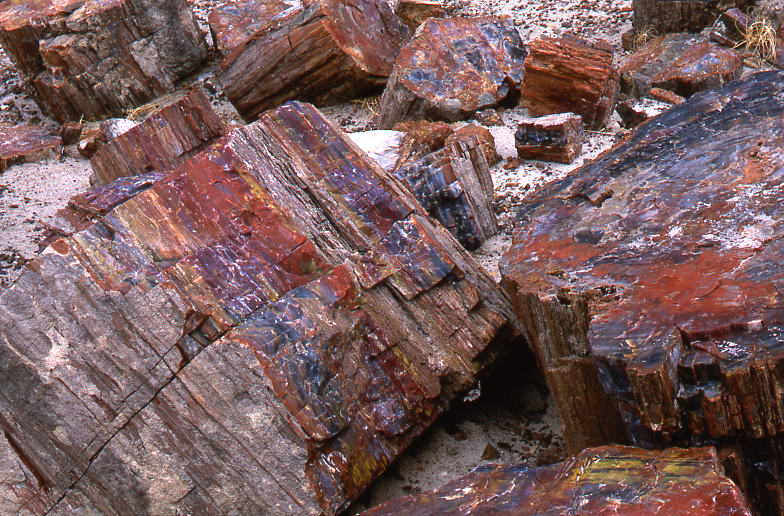 Petrified Forest)