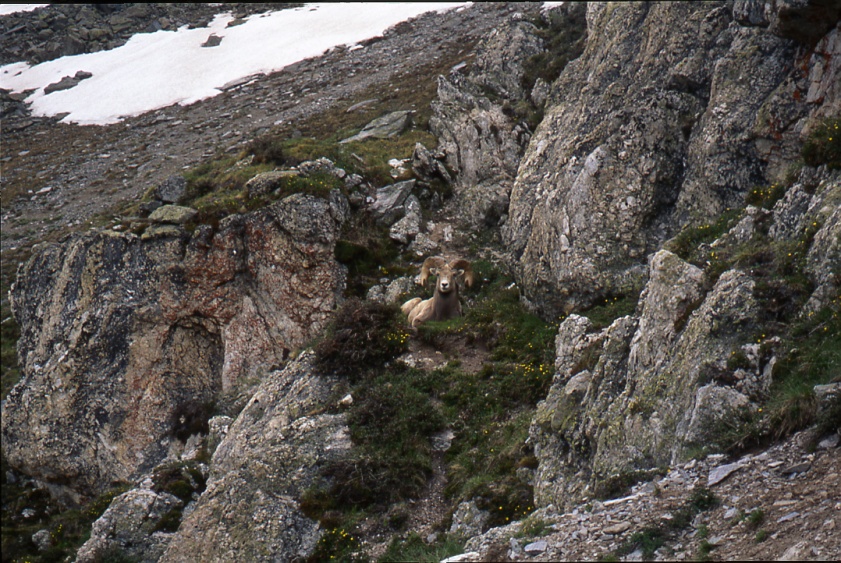 Rocky Mnt. Sheep, Ram #2