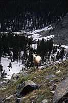 Rocky Mnt. Sheep, Ewe #2, South Truchas