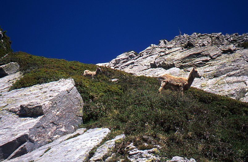 Rocky Mtn. Sheep, Ewe and Lamb