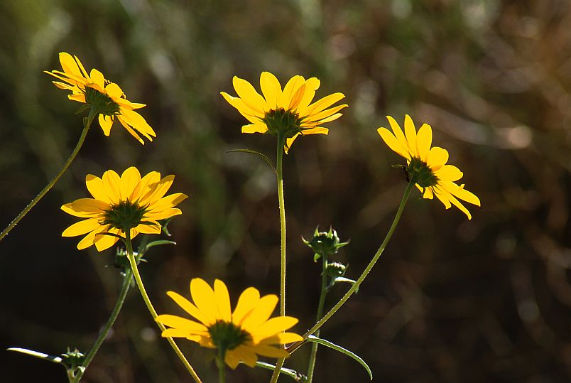 Sunflowers