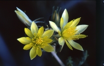 Adonis blazing star