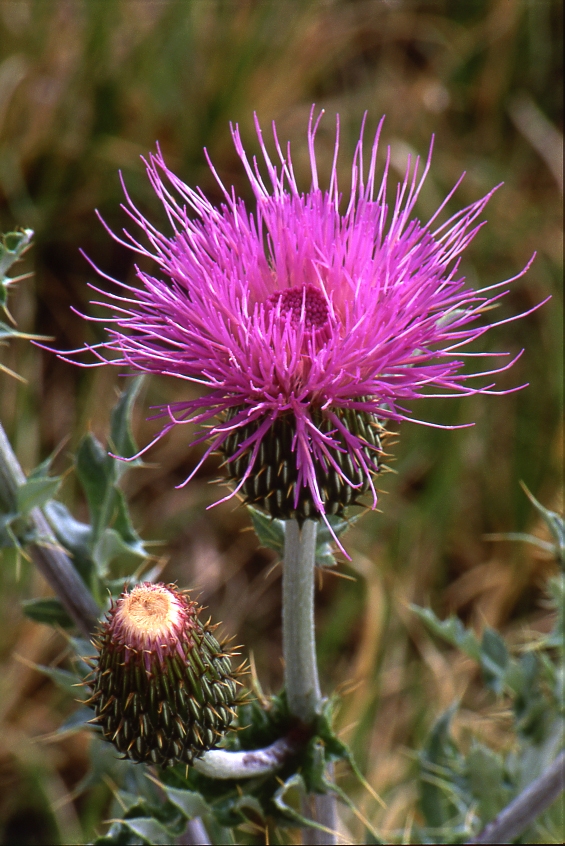 Purple thistle, 
Cirsium horridulum