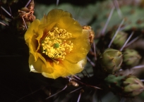 Prickly Pear Blossom #3
