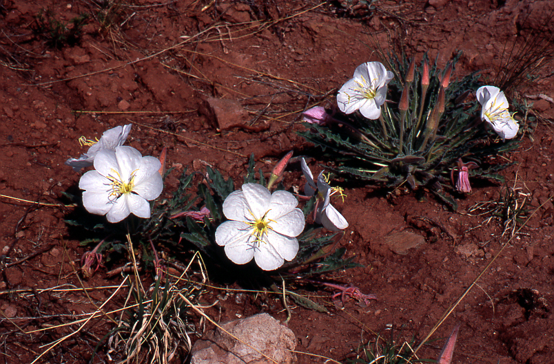 Evening Primrose Blossoms #3