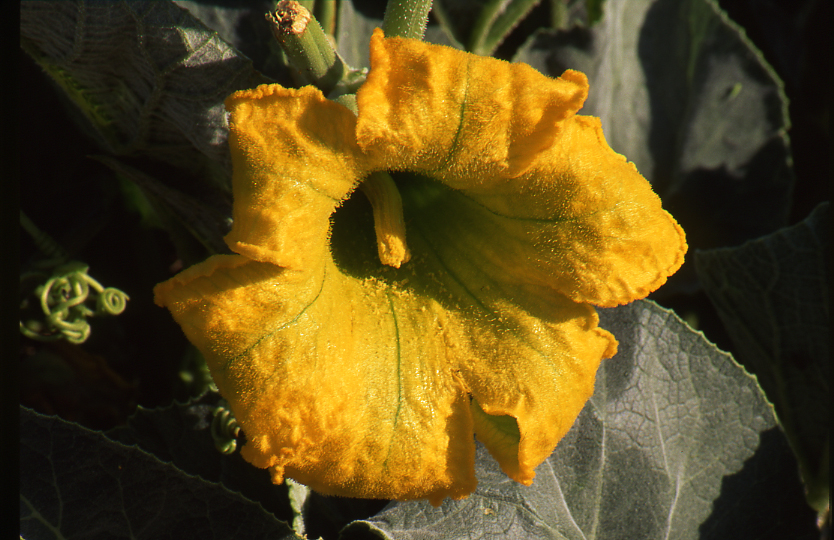 San Marcos Pueblo Ruin, Gourd Blossom