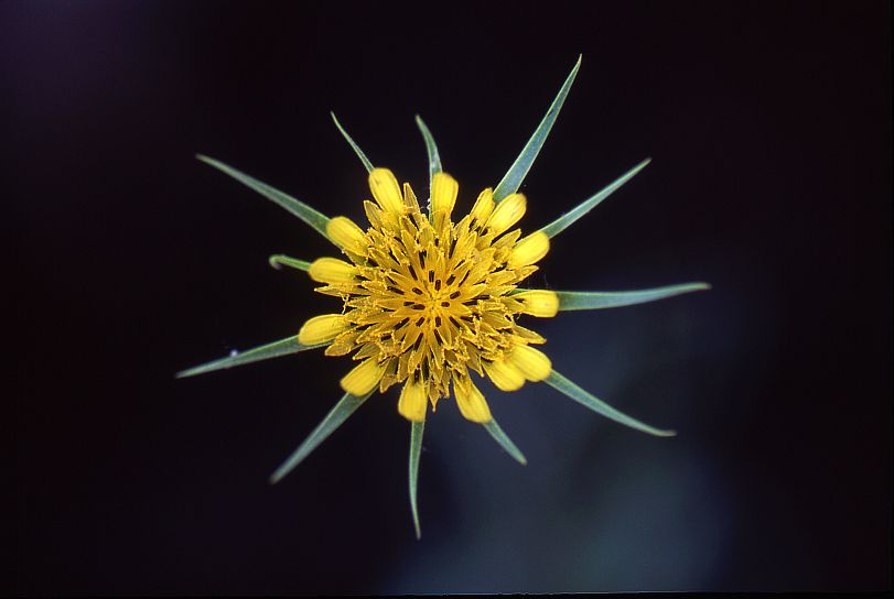 Salsify or Goat's Beard