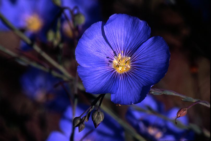 Prairie Flax #3
