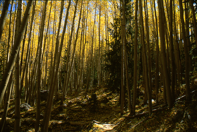 Winsor Trail