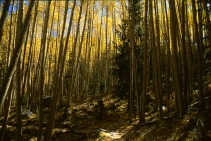 Winsor Trail
